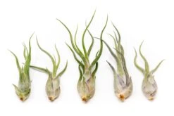 SALE - Tillandsia Caput Medusae Air Plants - Set Of 10 Or 20 - 70% Off
