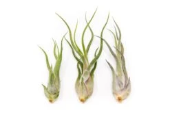 SALE - The Wild Things Collection Of Tillandsia Air Plants - Set Of 9 Or 18 Air - 70% Off -Air plant supply co. Tillandsia Air Plant Caput Medusae 3 3cf780c2 6c3b 4b76 9743 db0c4a135958