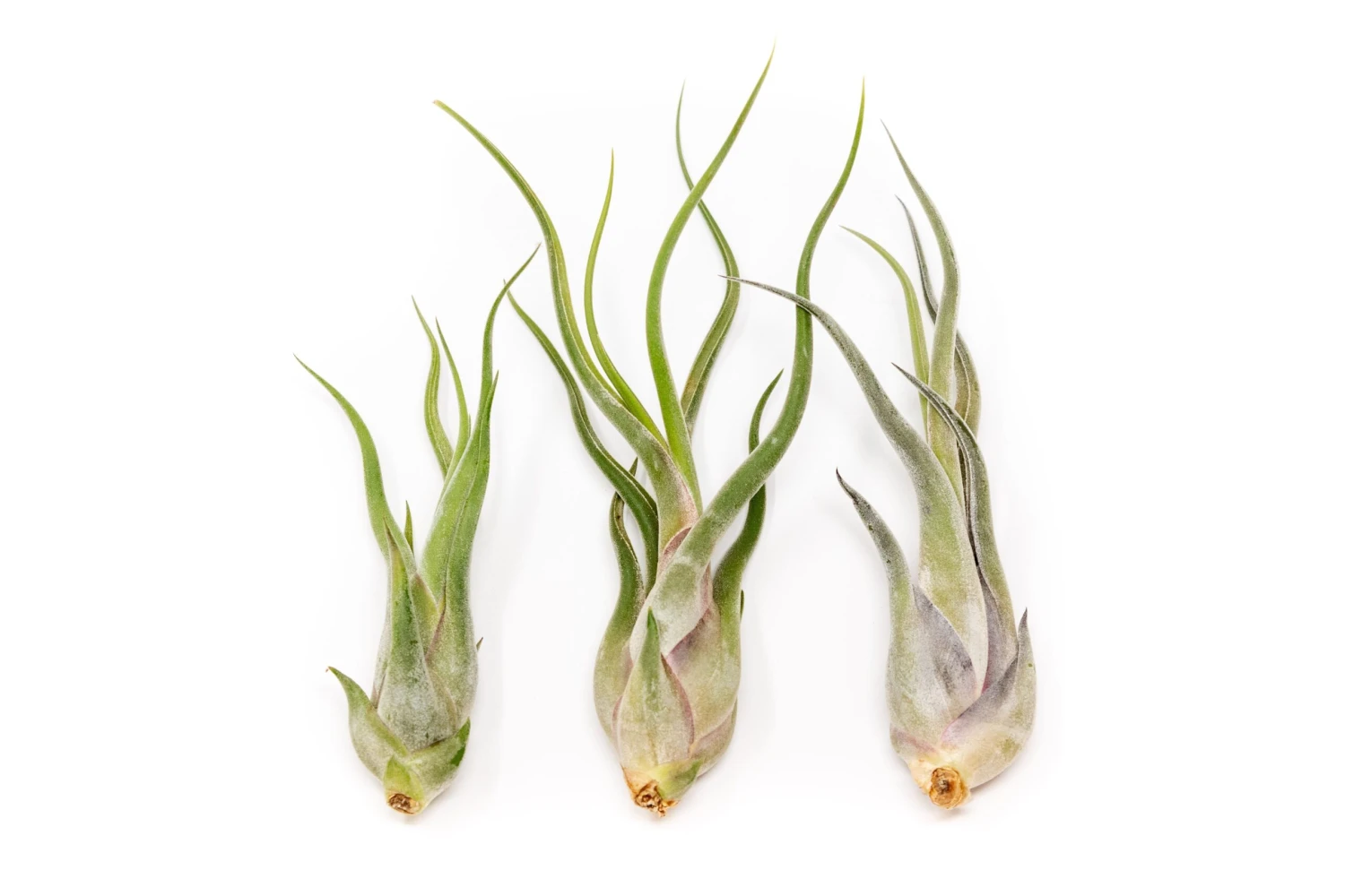 Large Tillandsia Caput Medusae Air Plants / 5-8 Inch Plants 2 Large Tillandsia Caput Medusae Air Plants / 5-8 Inch Plants - Image 2