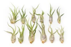 SALE - Tillandsia Caput Medusae Air Plants - Set Of 10 Or 20 - 70% Off -Air plant supply co. Tillandsia Air Plant Caput Medusae 4