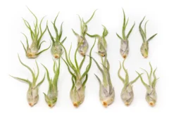 SALE - Tillandsia Caput Medusae Air Plants - Set Of 10 Or 20 - 70% Off -Air plant supply co. Tillandsia Air Plant Caput Medusae 4 scaled