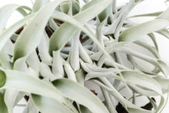 Tillandsia Cacticola Long Form Silver Air Plants -Air plant supply co. Tillandsia Air Plant Caticola 10