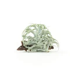Tillandsia Cacticola Long Form Silver Air Plants -Air plant supply co. Tillandsia Air Plant Caticola 24 scaled