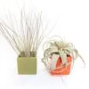 Air Plant Supply Co. Brand Colors Set - Two Ceramic Cube Containers With Tillandsia Xerographica Mini And Juncea