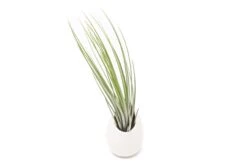 Large Ivory Ceramic Hanging Planter With Flat Bottom -Air plant supply co. Tillandsia Air Plant Ceramic Pod Juncea 349b81fc f06c 4a53 9002 d276020faff4 scaled