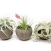 Set Of 3 Charcoal Clay Containers With Premium Tillandsia Air Plants