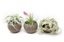 Set Of 3 Charcoal Clay Containers With Premium Tillandsia Air Plants
