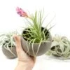 Charcoal Clay Container With Premium Tillandsia Air Plant