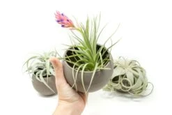 Set Of 3 Charcoal Clay Containers With Premium Tillandsia Air Plants -Air plant supply co. Tillandsia Air Plant Charcoal Clay Container 2 bb528a19 bbe4 4130 bbdd eed74624dbc7 scaled