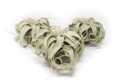 Set Of 3 Charcoal Clay Containers With Premium Tillandsia Air Plants -Air plant supply co. Tillandsia Air Plant Charcoal Clay Container 3 29c30ced fb10 46e1 81e7 cdadcf44680b scaled