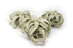 Set Of 3 Charcoal Clay Containers With Mini Tillandsia Xerographica Air Plants