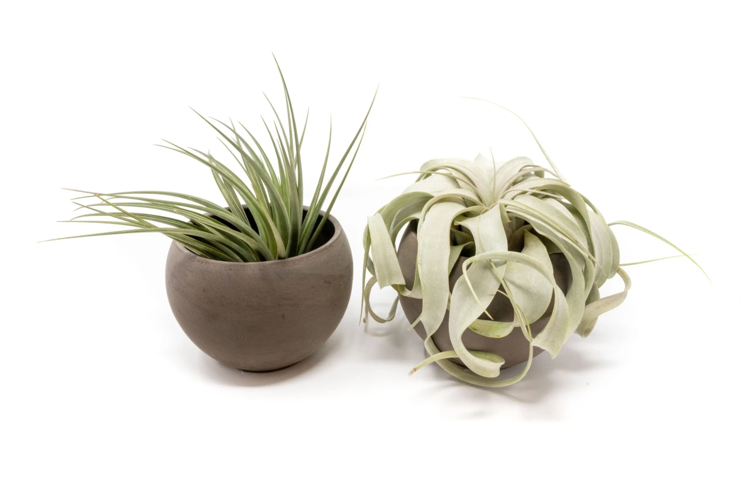 Set Of 2 Charcoal Clay Containers With Custom Premium Tillandsia Air Plants 2 Set Of 2 Charcoal Clay Containers With Custom Premium Tillandsia Air Plants - Image 2