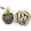 Set Of 2 Charcoal Clay Containers With Custom Premium Tillandsia Air Plants