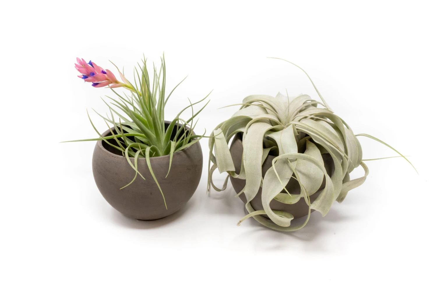 Set Of 2 Charcoal Clay Containers With Custom Premium Tillandsia Air Plants 1 Set Of 2 Charcoal Clay Containers With Custom Premium Tillandsia Air Plants