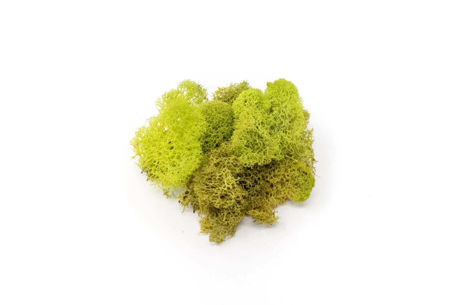 Chartreuse Reindeer Moss 1 Chartreuse Reindeer Moss