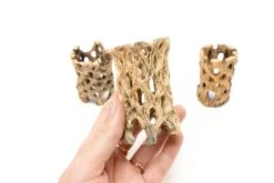Natural Cholla Wood Container - 3 Inches Tall 7 Natural Cholla Wood Container - 3 Inches Tall -Air plant supply co. Tillandsia Air Plant Cholla Wood 1 scaled