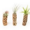 Natural Cholla Wood Container - 6 Inches Tall With Tillandsia Assorted Air Plants