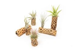 Natural Cholla Wood Container - 6 Inches Tall With Tillandsia Assorted Air Plants -Air plant supply co. Tillandsia Air Plant Cholla Wood 17 ff7ef130 86ef 49c7 a77e 0abe30060d37 scaled