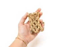 Natural Cholla Wood Container - 3 Inches Tall With Assorted Tillandsia Air Plants -Air plant supply co. Tillandsia Air Plant Cholla Wood 2 050cdaab b45b 41ba a4d8 44def10103da scaled