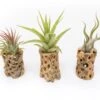 Natural Cholla Wood Container - 3 Inches Tall With Assorted Tillandsia Air Plants