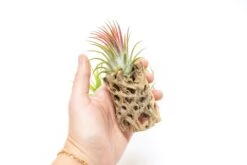 SALE - Natural Cholla Wood Containers With Assorted Tillandsia Air Plants - Set Of 3 - 20% Off 7 SALE - Natural Cholla Wood Containers With Assorted Tillandsia Air Plants - Set Of 3 - 20% Off -Air plant supply co. Tillandsia Air Plant Cholla Wood 5 scaled