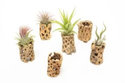 Natural Cholla Wood Container - 3 Inches Tall 8 Natural Cholla Wood Container - 3 Inches Tall -Air plant supply co. Tillandsia Air Plant Cholla Wood 7 scaled