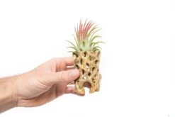 Natural Cholla Wood Container - 3 Inches Tall With Assorted Tillandsia Air Plants -Air plant supply co. Tillandsia Air Plant Cholla Wood Container 6 69d8a395 31d1 4a4d b77f 2479fd03a1d6 scaled