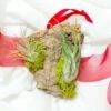 Fully Assembled Holiday Air Plant Cork Bark Displays With Red Ribbon - Small