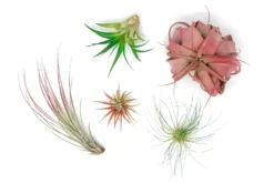 Christmas Spirit Colorful Air Plants 5 Or 10 Variety Pack