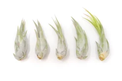 Tillandsia Circinata 'Paucifolia' Air Plants - Set Of 10 Or 20 - 60% Off -Air plant supply co. Tillandsia Air Plant Circinata 1 cf3eaed8 b730 4ef2 8f38 8c6bd8e0e052 1 scaled