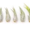 SALE - Tillandsia Circinata 'Paucifolia' Air Plants - Set Of 10 Or 20 - 60% Off
