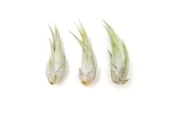 Tillandsia Circinata 'Paucifolia' Air Plants - Set Of 10 Or 20 - 60% Off -Air plant supply co. Tillandsia Air Plant Circinata 2 41b2f552 785b 4e03 ac87 57be5bba8742 1