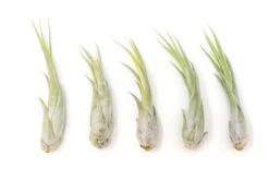 Large Tillandsia Circinata Air Plants / 5-8 Inch Plants -Air plant supply co. Tillandsia Air Plant Circinata Large 1