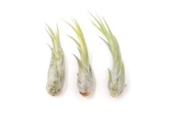 Large Tillandsia Circinata Air Plants / 5-8 Inch Plants -Air plant supply co. Tillandsia Air Plant Circinata Large 2