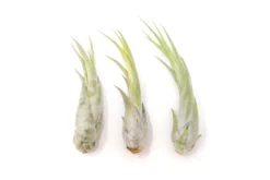 Large Tillandsia Circinata Air Plants / 5-8 Inch Plants -Air plant supply co. Tillandsia Air Plant Circinata Large 2 scaled