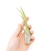 Large Tillandsia Circinata Air Plants / 5-8 Inch Plants