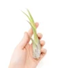 Large Tillandsia Circinata Air Plants / 5-8 Inch Plants