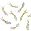 Tillandsia Circinata 'Paucifolia' Air Plants - Set Of 10 Or 20 - 60% Off