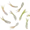 Tillandsia Circinata 'Paucifolia' Air Plants - Set Of 10 Or 20 - 60% Off