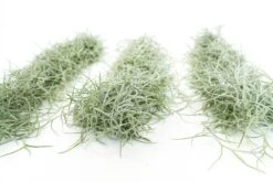 3 Tillandsia Colombia Thick Spanish Moss Large Clumps For $25 -Air plant supply co. Tillandsia Air Plant Colombia Thick Spanish Moss 10 61cbf32f a622 45e6 9d56 cc72f8ca55fd
