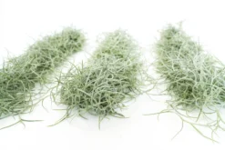 3 Tillandsia Colombia Thick Spanish Moss Large Clumps For $25 -Air plant supply co. Tillandsia Air Plant Colombia Thick Spanish Moss 10 61cbf32f a622 45e6 9d56 cc72f8ca55fd scaled