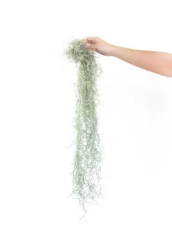 3 Tillandsia Colombia Thick Spanish Moss Large Clumps For $25 -Air plant supply co. Tillandsia Air Plant Colombia Thick Spanish Moss 12 14190455 2b01 4365 aee9 21f63231e120
