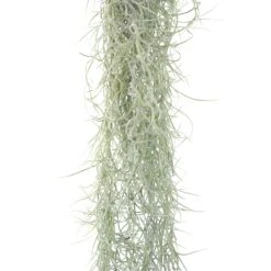 3 Tillandsia Colombia Thick Spanish Moss Large Clumps For $25 -Air plant supply co. Tillandsia Air Plant Colombia Thick Spanish Moss 14 95a350f3 a080 4331 ba60 6227162aff0d