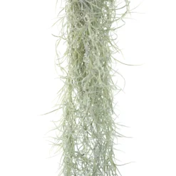 3 Tillandsia Colombia Thick Spanish Moss Large Clumps For $25 -Air plant supply co. Tillandsia Air Plant Colombia Thick Spanish Moss 14 95a350f3 a080 4331 ba60 6227162aff0d scaled
