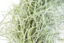 3 Tillandsia Colombia Thick Spanish Moss Large Clumps For $25 -Air plant supply co. Tillandsia Air Plant Colombia Thick Spanish Moss 1 85f0b326 f11c 4a12 bf32 065bad3ccab1