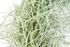 3 Tillandsia Colombia Thick Spanish Moss Large Clumps For $25 -Air plant supply co. Tillandsia Air Plant Colombia Thick Spanish Moss 1 85f0b326 f11c 4a12 bf32 065bad3ccab1 scaled