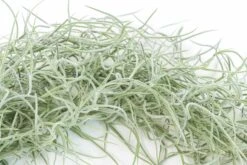 Colombia Thick Spanish Moss - Tillandsia Usneoides - Large Clumps - Sets Of 1, 3 Or 5 -Air plant supply co. Tillandsia Air Plant Colombia Thick Spanish Moss 2