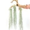 3 Tillandsia Colombia Thick Spanish Moss Large Clumps For $25
