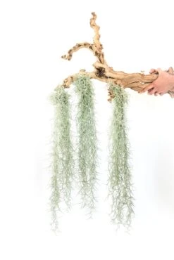 SALE - Tillandsia Colombia Thick Spanish Moss - Large Clumps - Set Of 3 Or 6 Strands - 30% Off -Air plant supply co. Tillandsia Air Plant Colombia Thick Spanish Moss 4 2