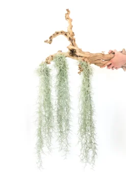 3 Tillandsia Colombia Thick Spanish Moss Large Clumps For $25
